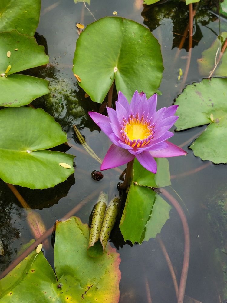Beautiful Water Lilly