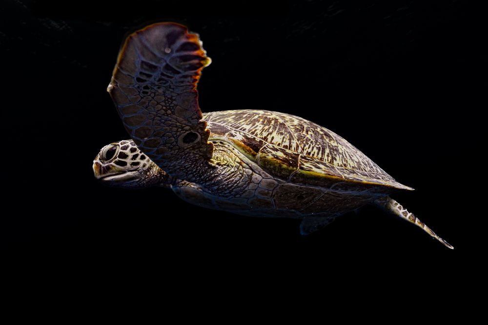 Житель подводного космоса