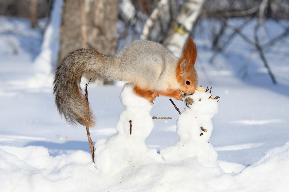 Белка акробатка