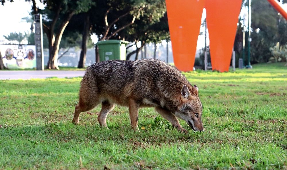 Золотистый шакал... Golden jackal...