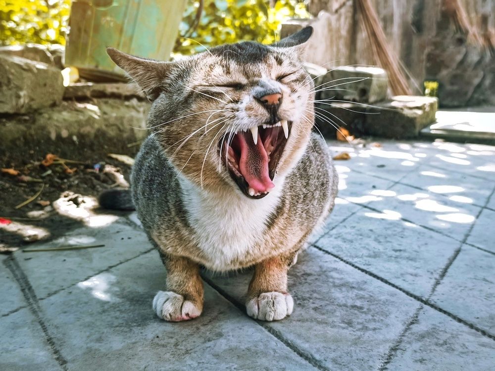 Photograph by Kiranmay Paramanik