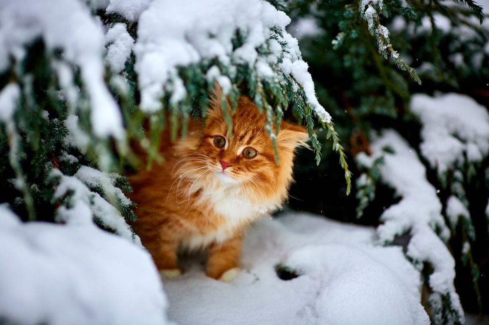 Photograph by Totoro