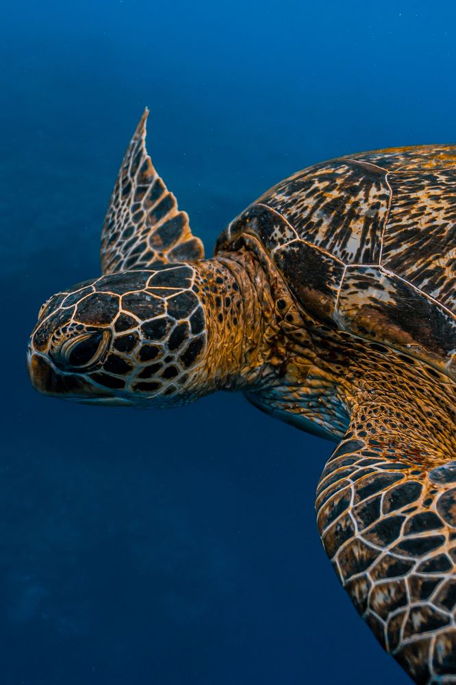 Филиппинский подводный житель