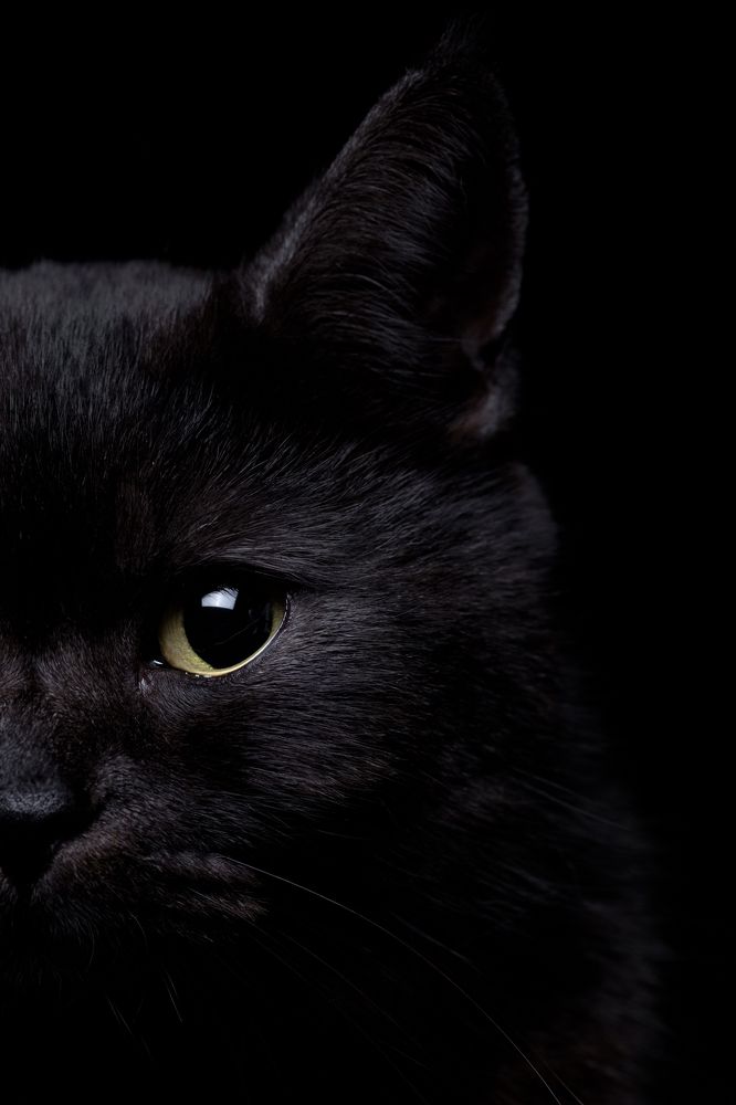 Фотография автора Hei Nam Liu