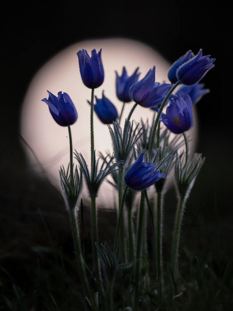 Photograph by Alexander Semenko