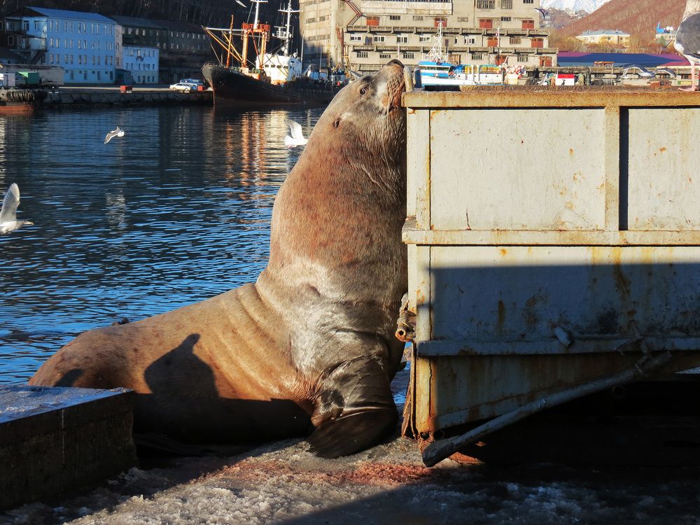 Время обедать