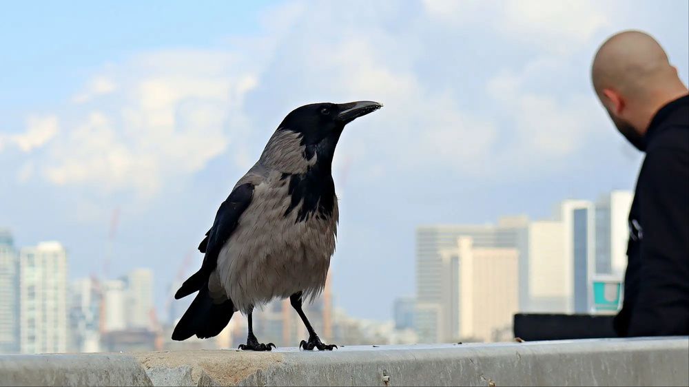 -Ворона))...Crow))