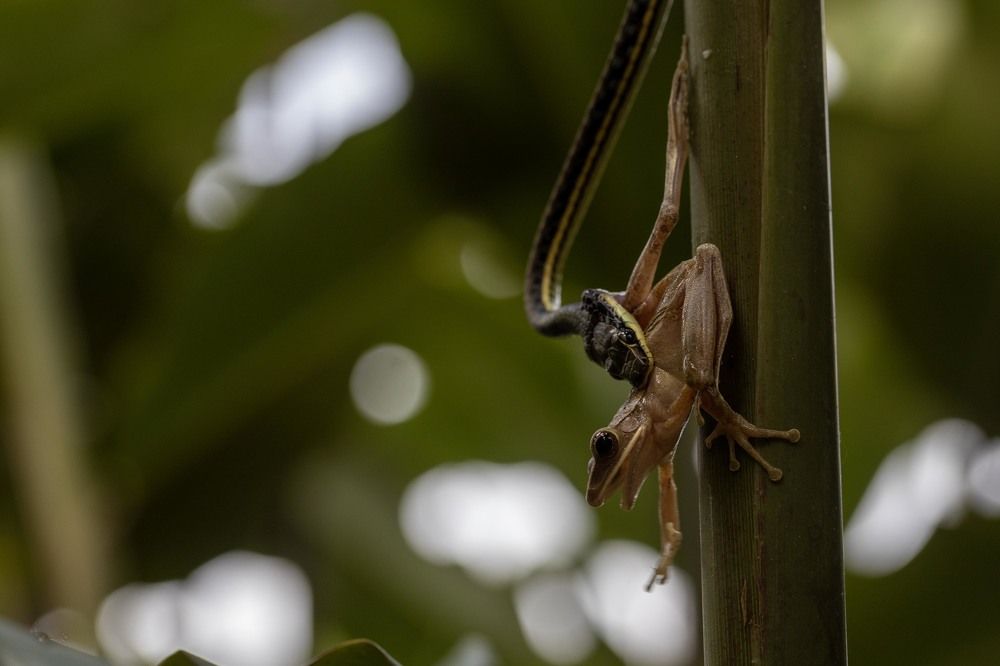 Photograph by Sigit Pamungkas