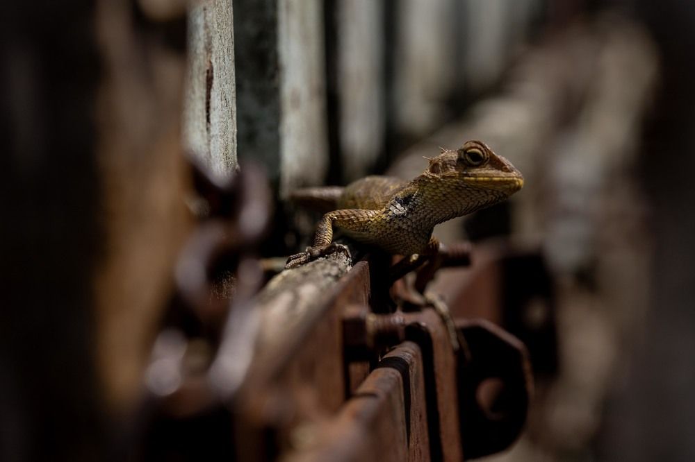 Photograph by Sigit Pamungkas