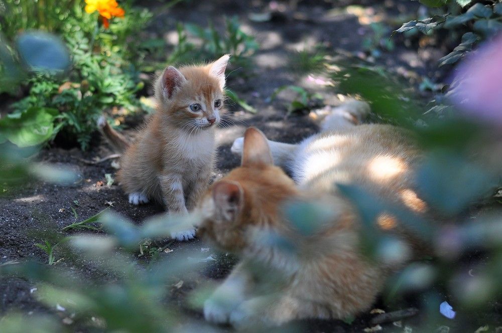 Photograph by Лариса Стрекулева