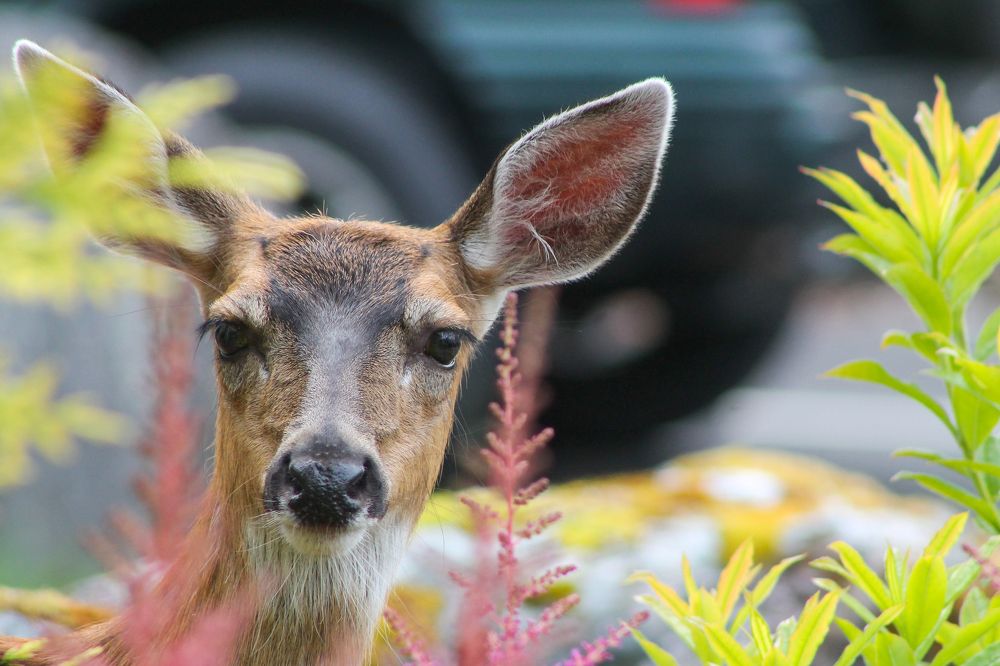 Ой, а кто здесь?