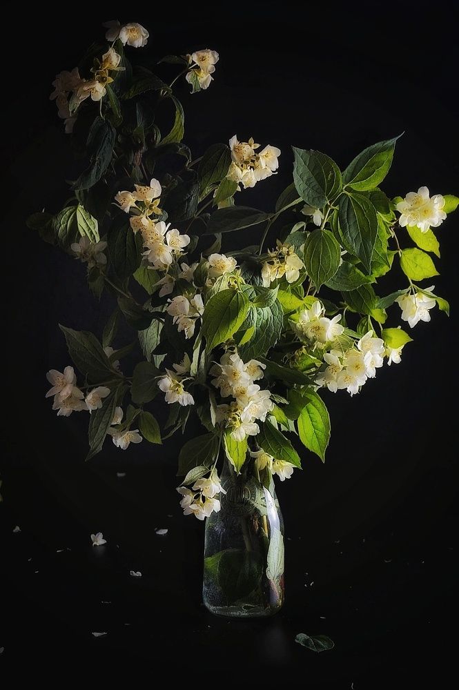 Photograph by Светлана Гришакова