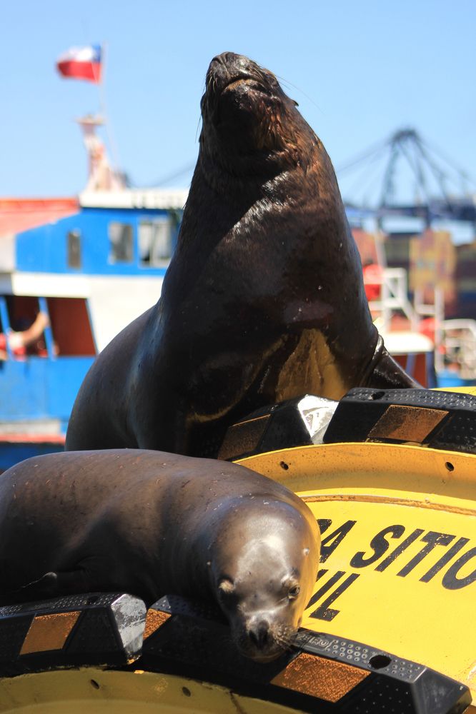 Чилийские котики