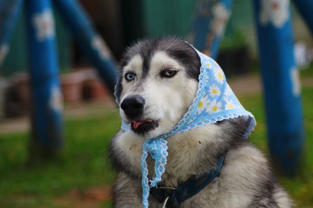 Photograph by Елена Наленч