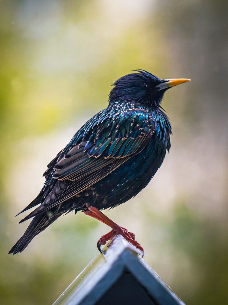 Photograph by Диана Бородзе