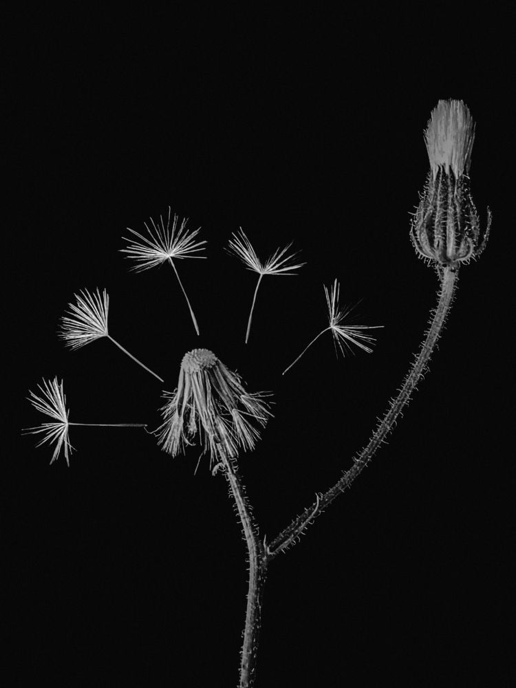 Жизнь и тлен