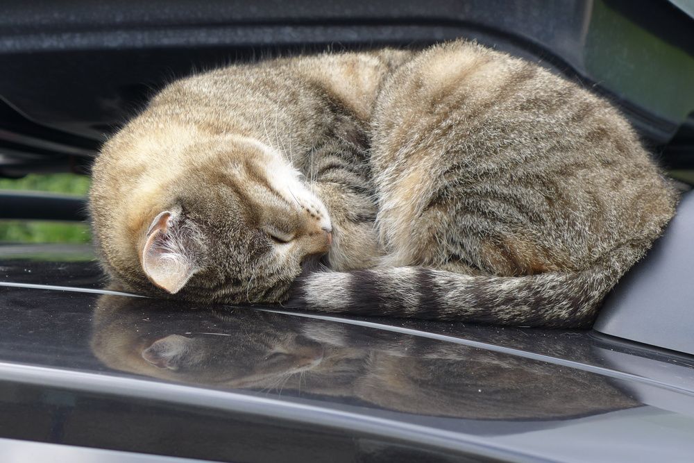 Photograph by Харис Шахмаметьев