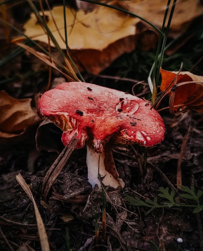 Photograph by Татьяна Радченко