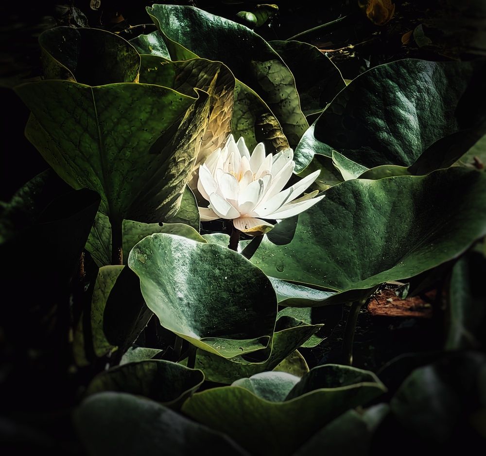 Photograph by Ярославна