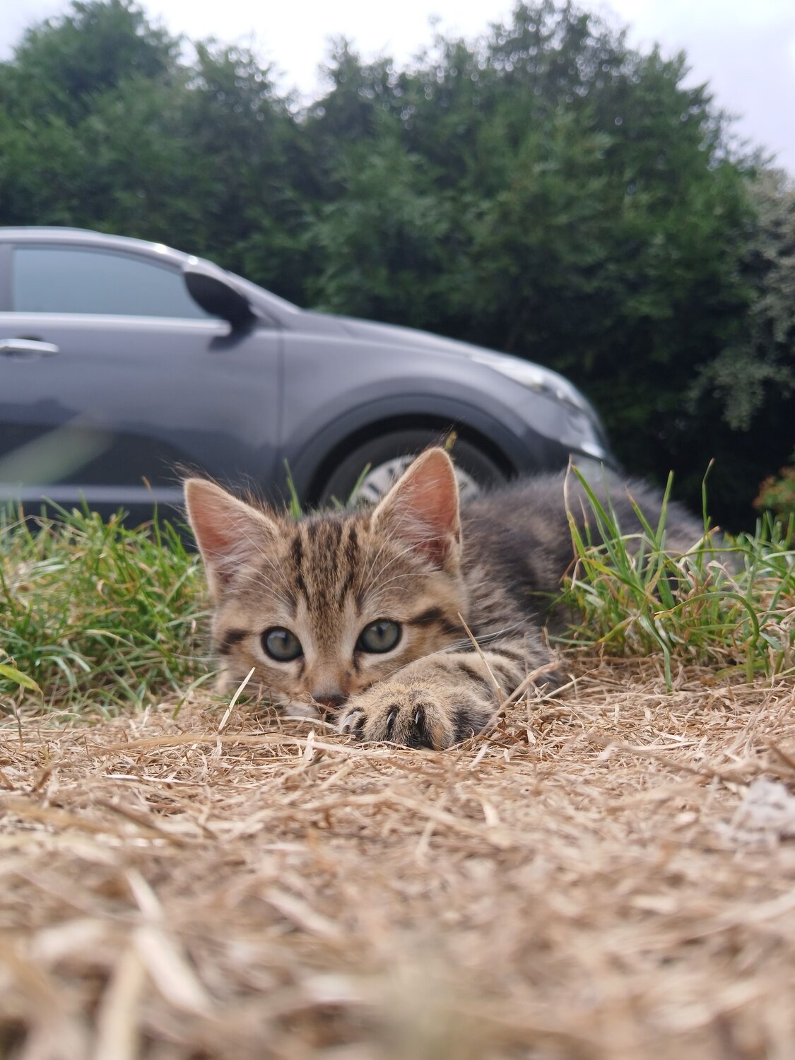 Photo #10795452