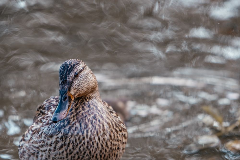 Photograph by Корчагина Оксана