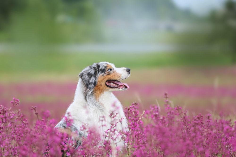 Photograph by Татьяна Сагарева