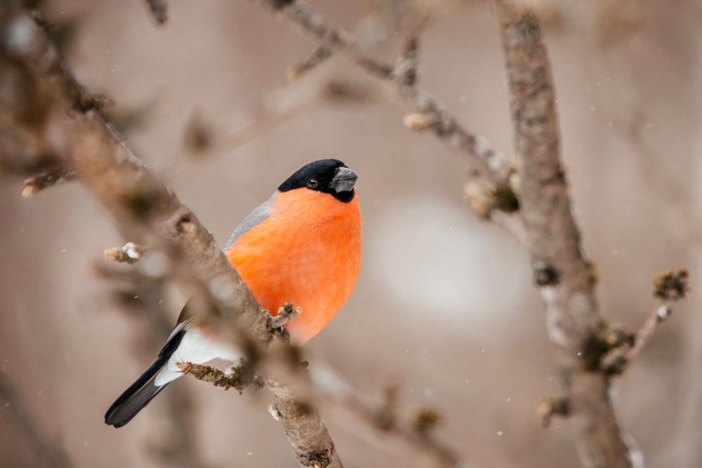 Photograph by Корчагина Оксана