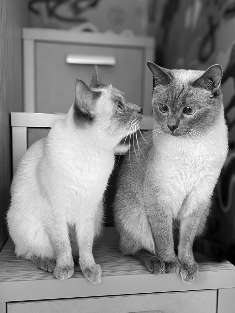 Photograph by Елена Башмакова