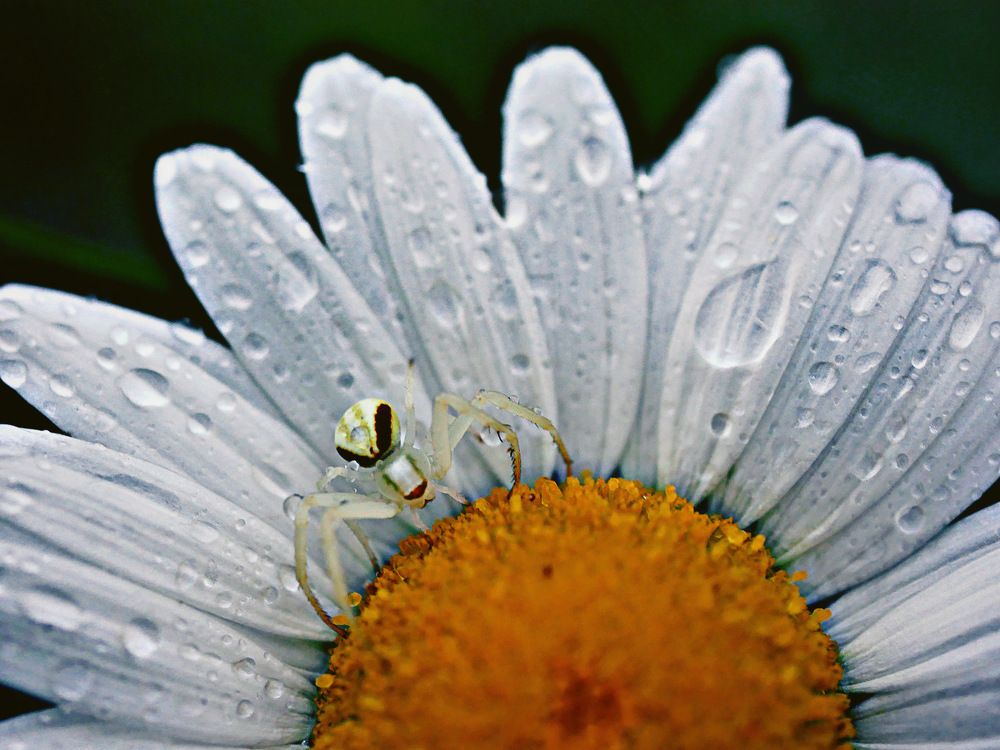 Photograph by Annie Trudel