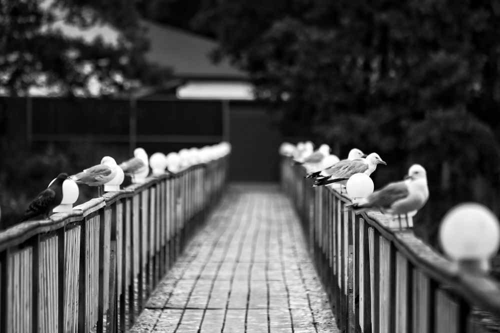 Фотография автора Елена Кириллова