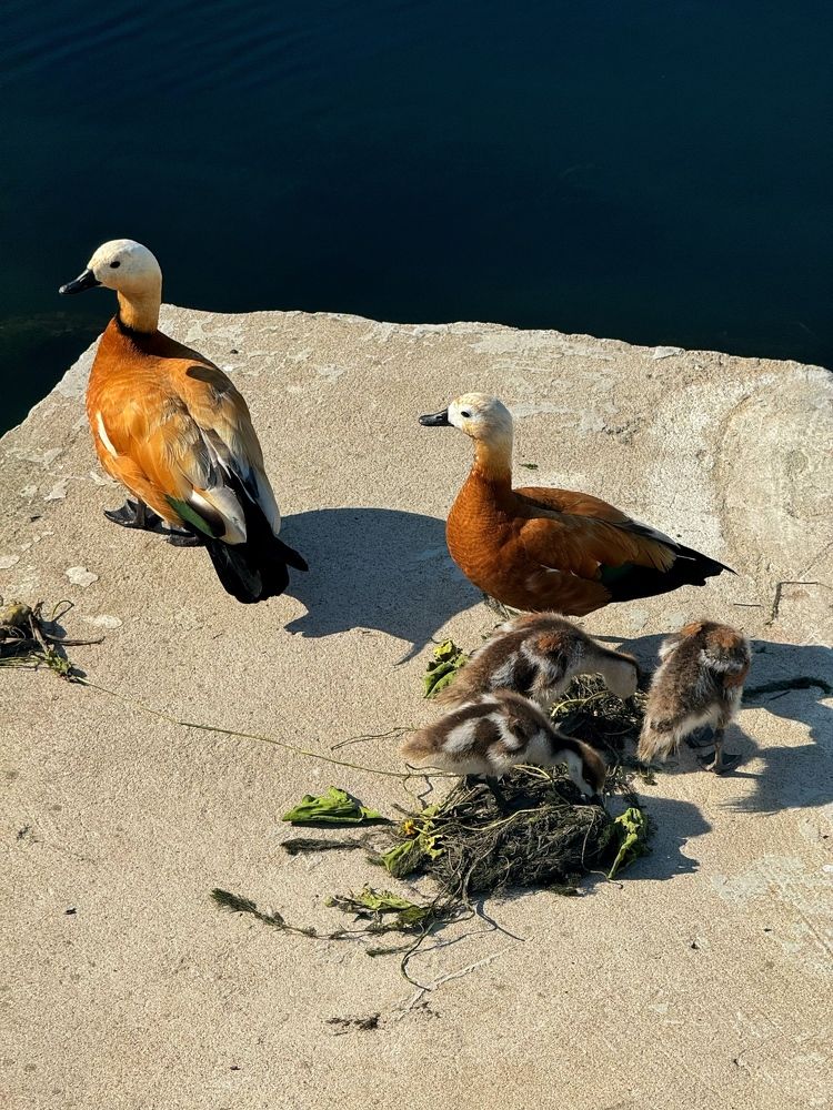 Фотография автора Кирилл Литовский