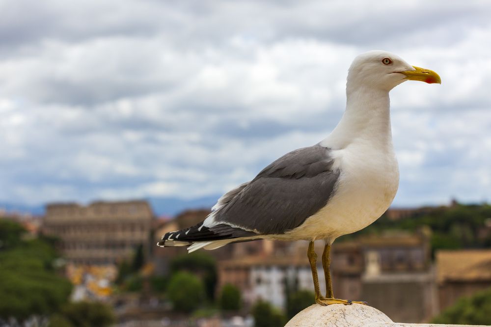 Photograph by Евгений Цапенко