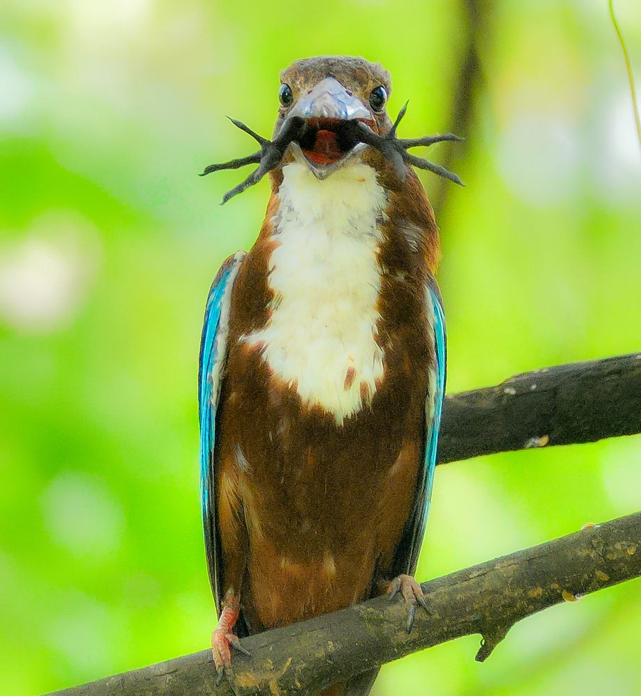 Фотография автора Priyanath Kotalawela