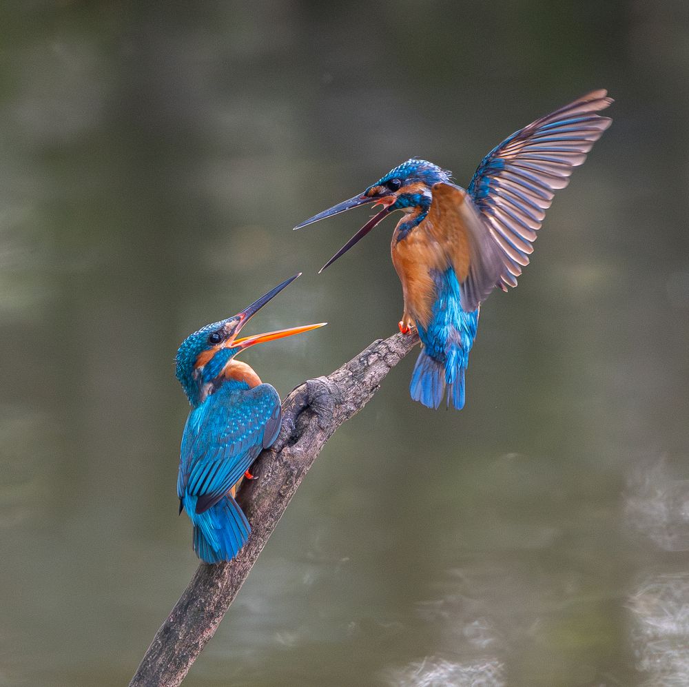 Фотография автора Priyanath Kotalawela