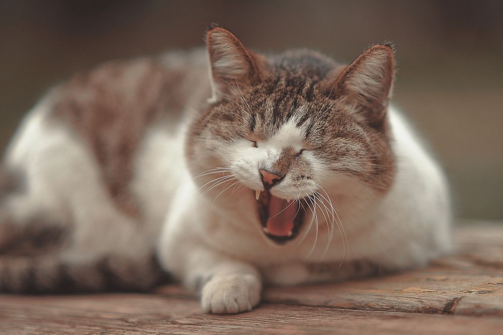 Photograph by Аден Аксинья