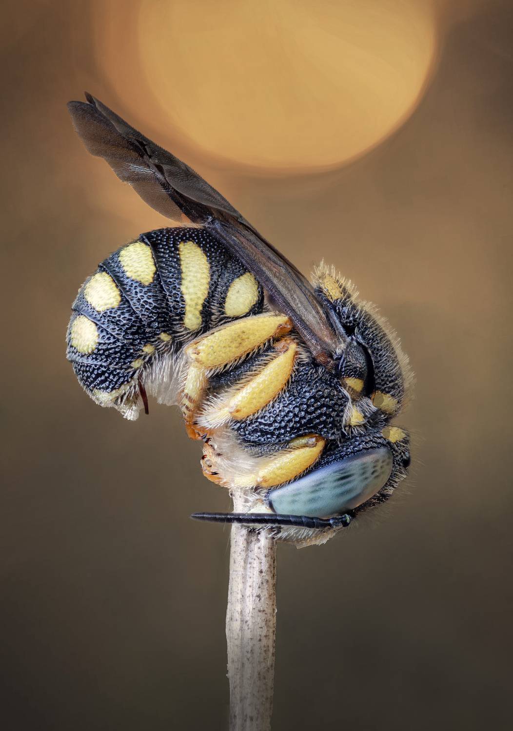 Фотография #10796178