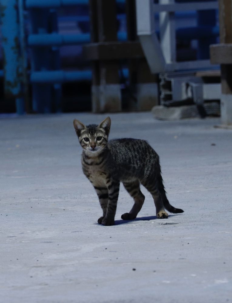 Фотография автора Seyedeh hanieh seiffard