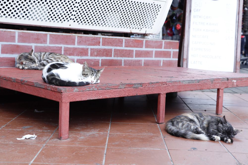 Фотография автора Seyedeh hanieh seiffard