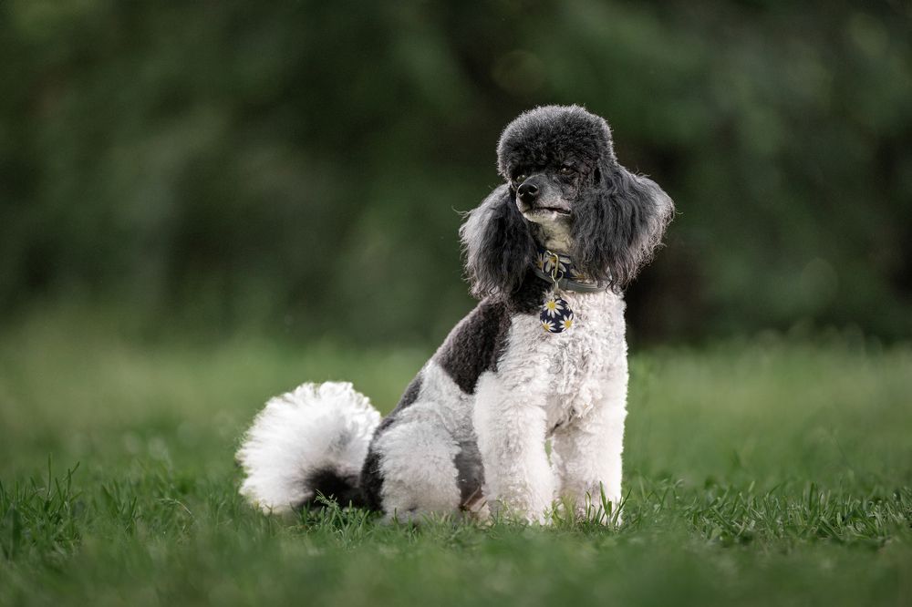 Фотография автора Krisztián Csalami