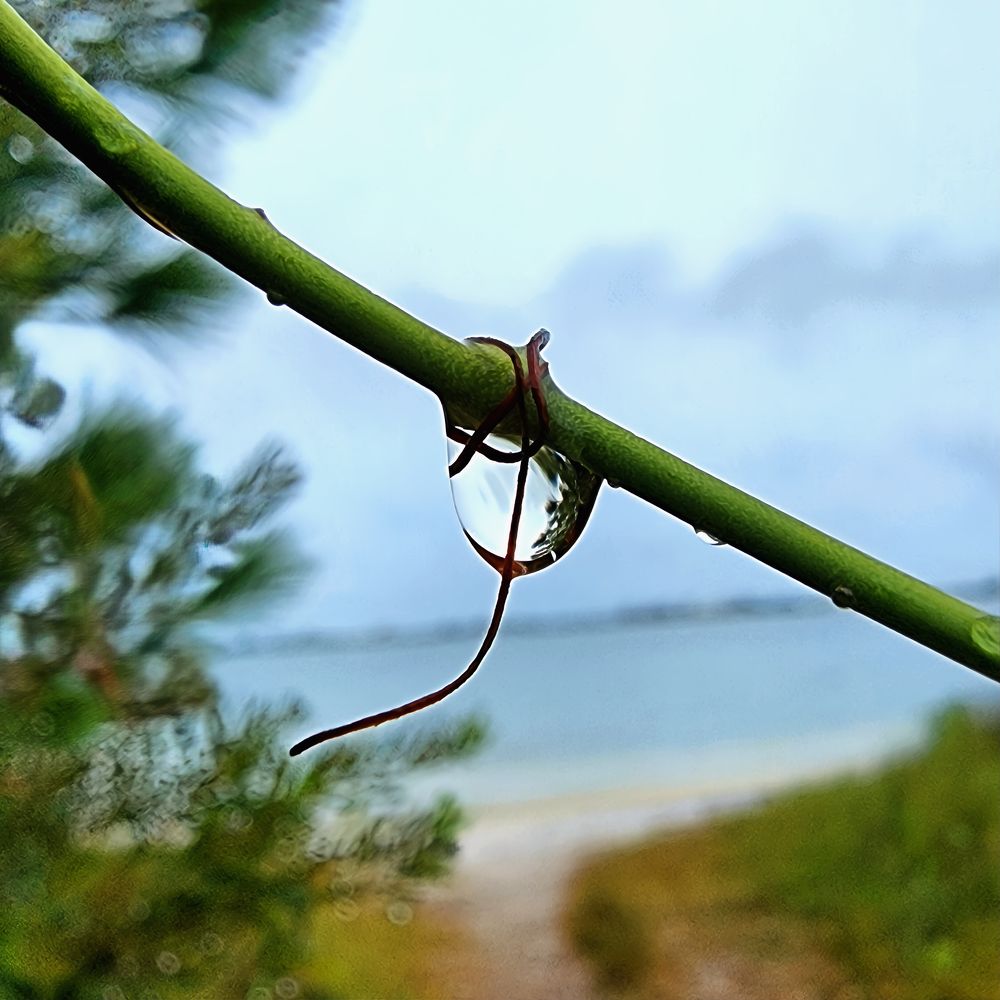 Nature's Jewel: A Water Drop on a Vine