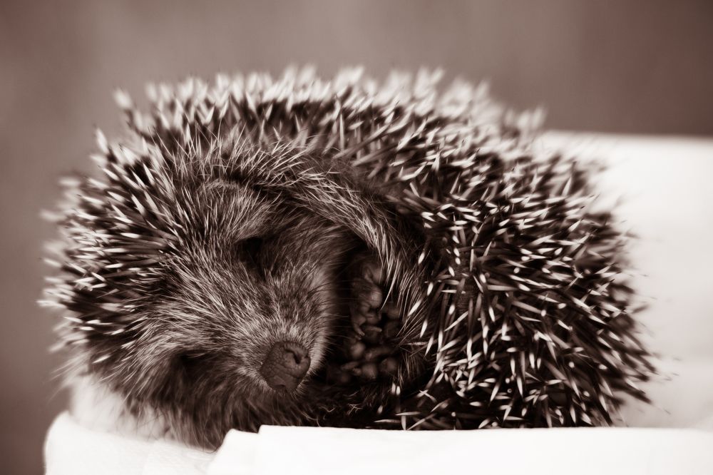 Photograph by Алина Щекотова