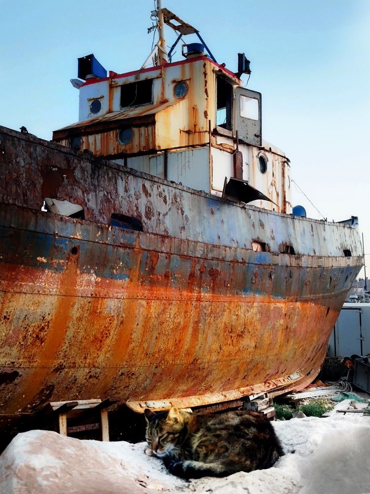 Фотография автора JELENA VASIC