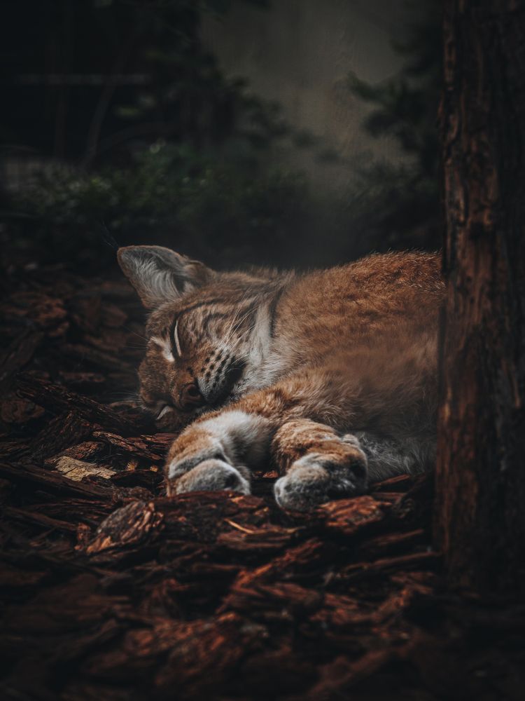 Photograph by Игорь Толкачев