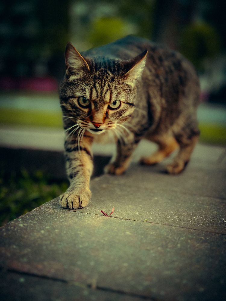 Фотография автора Виктор Орлов