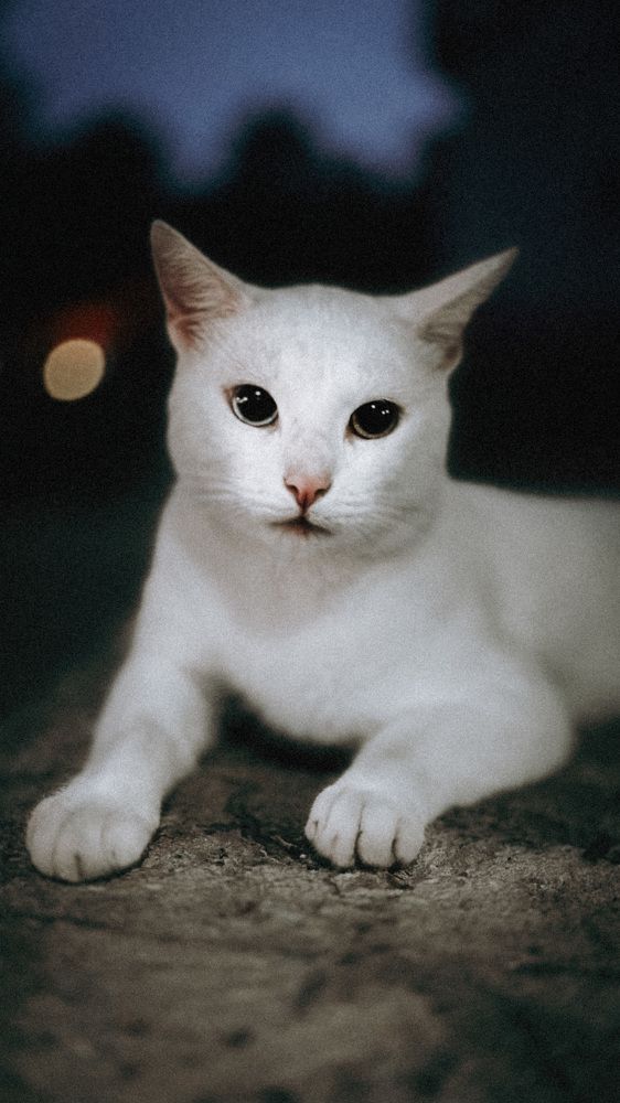 Фотография автора Виктор Орлов