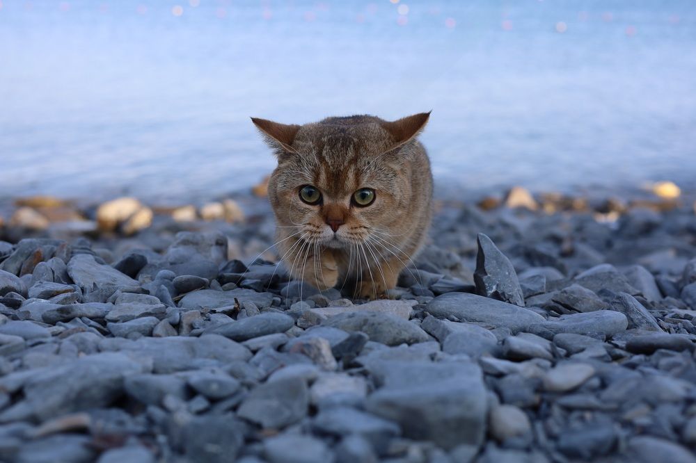 Photograph by INNA KHOMENKO