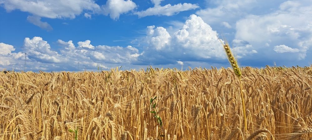 Photograph by SANDRA BOGDANOVIĆ