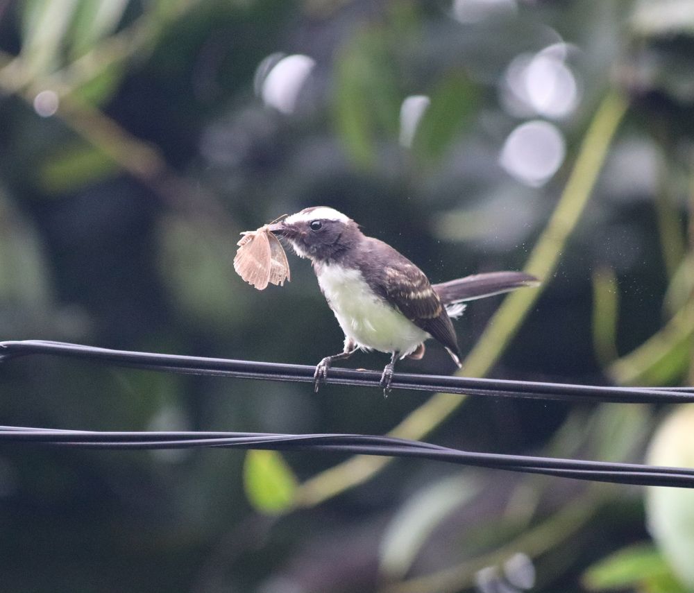 Photograph by Menula Dharmathilake