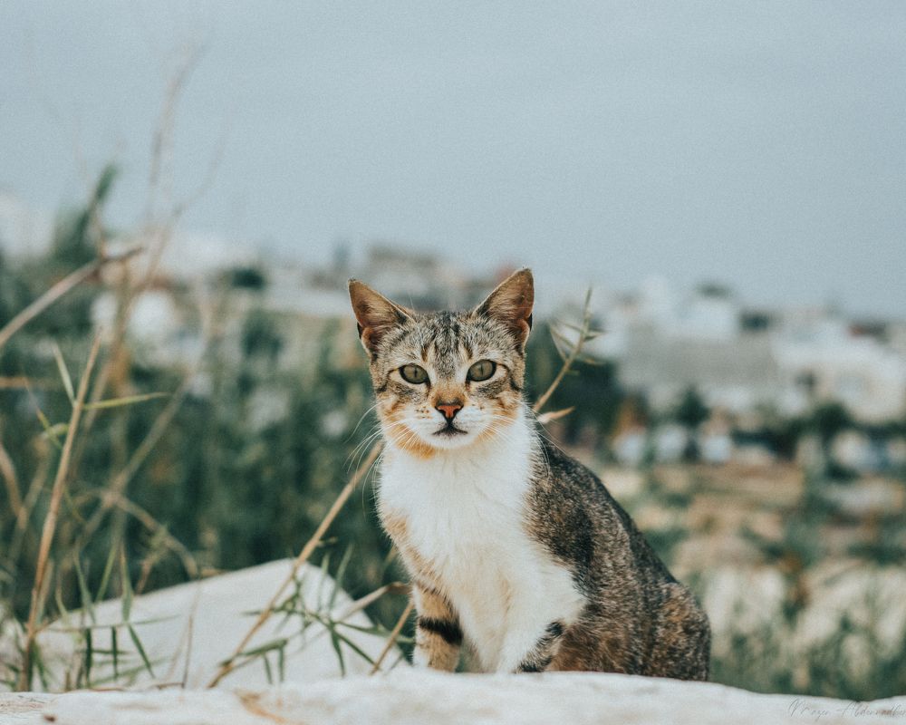 Photograph by Mazen Abdennadher