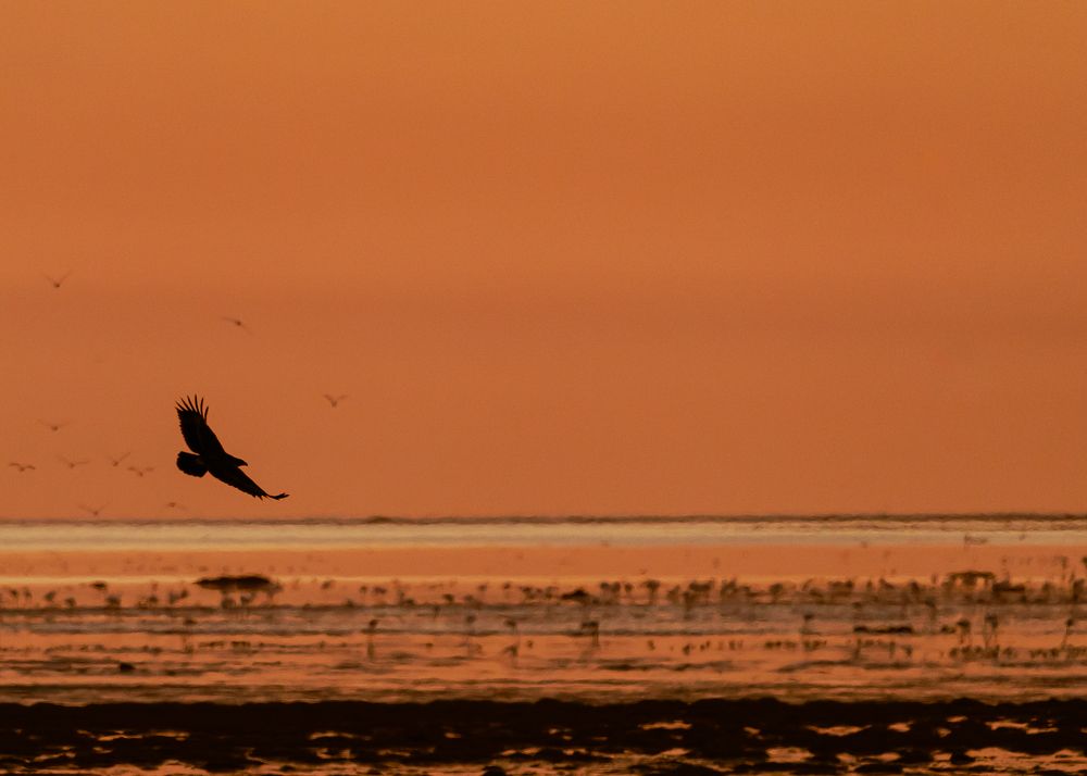 Photograph by Irvin Sabastian Nellikunnel Jose